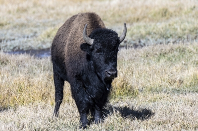 Buffalo Yellowstone NP Sept 2024